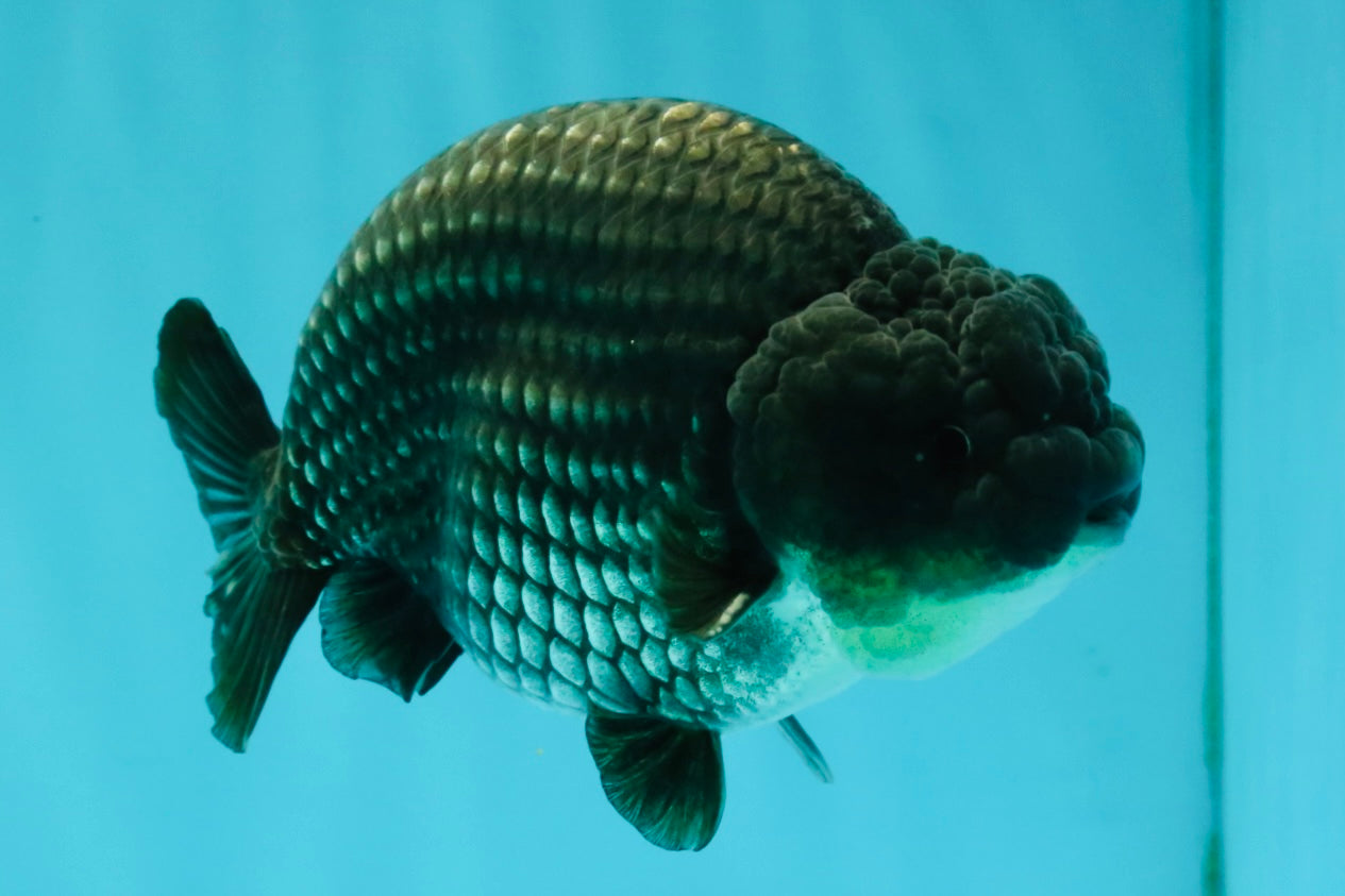 A Grade Blue Ranchu Male 5 inches #072426RC_36