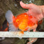 FLUFFY AAA Grade Red White Oranda Male 6.5 inches #082126OR_01