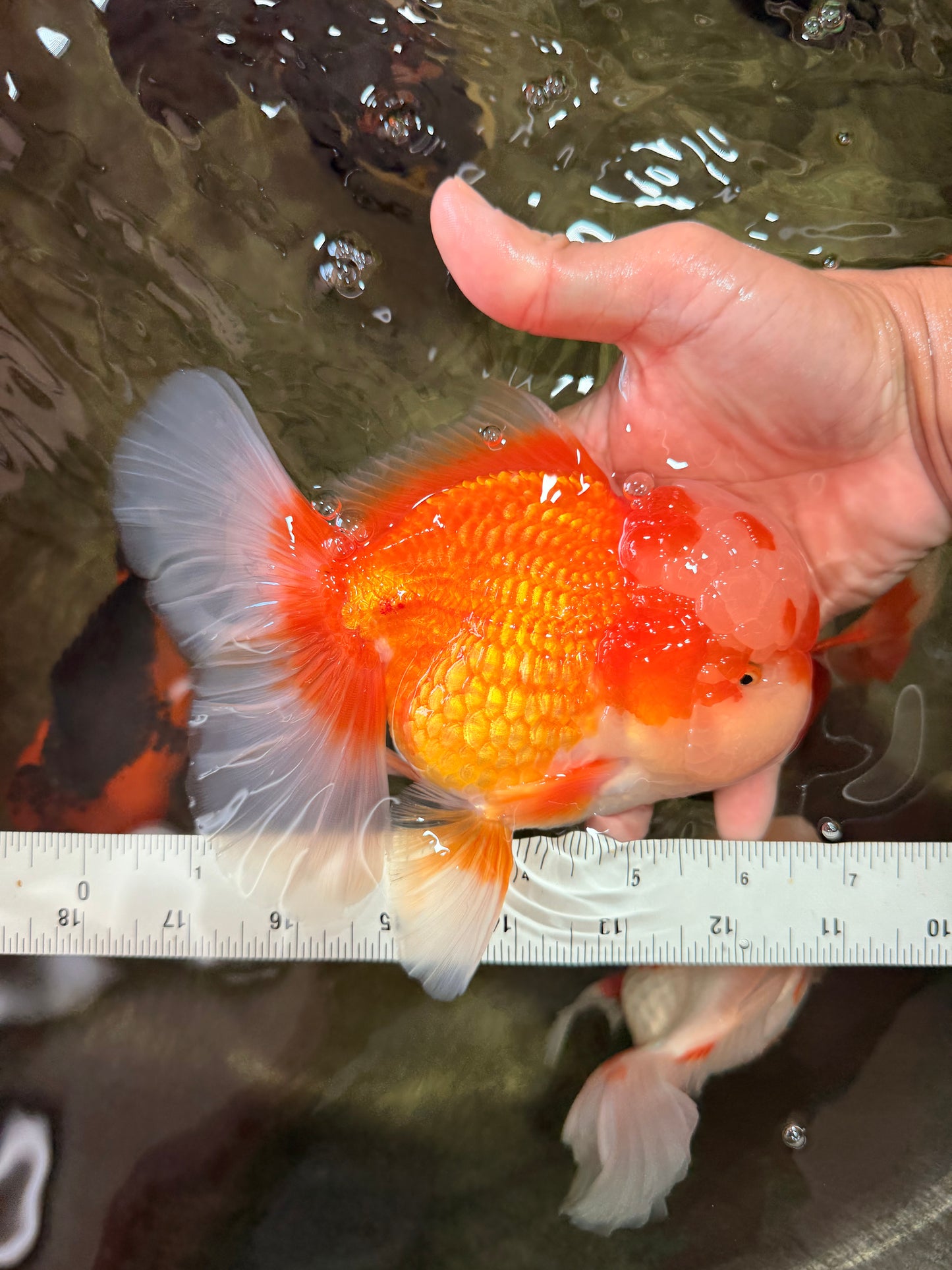 FLUFFY AAA Grade Red White Oranda Male 6.5 inches #082126OR_01