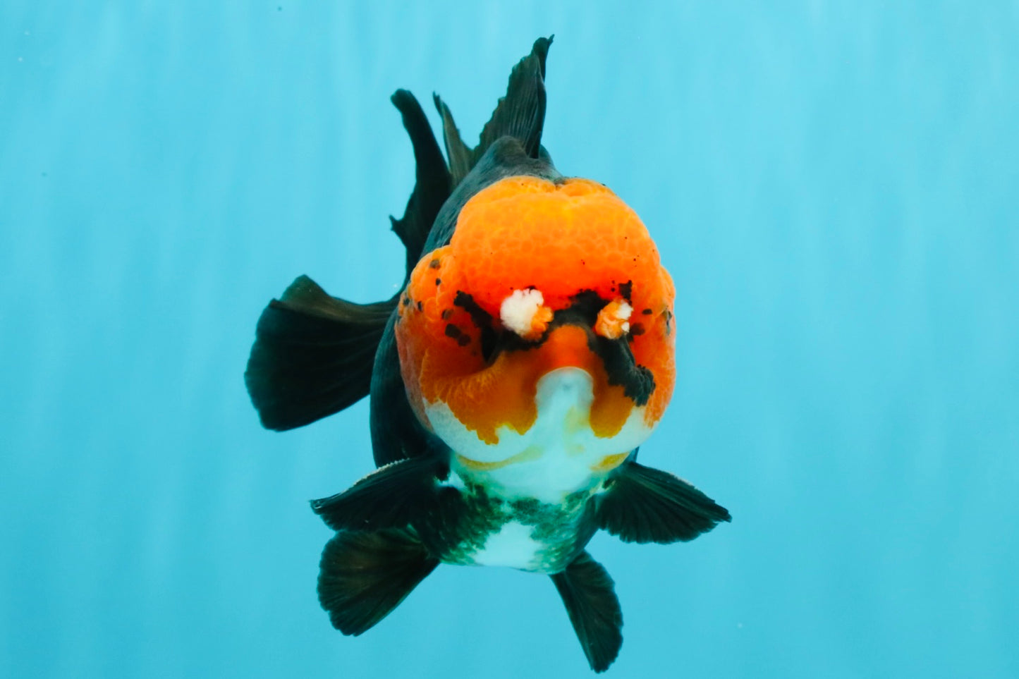 SUPER CUTE A Grade Pompom Red Head Tricolor Yuanbao Male 4.5-5 inches #031326YB_17