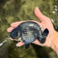CHUBBY AAA Grade Platinum Black Blue Ranchu Male 5 inches #062626RC_09