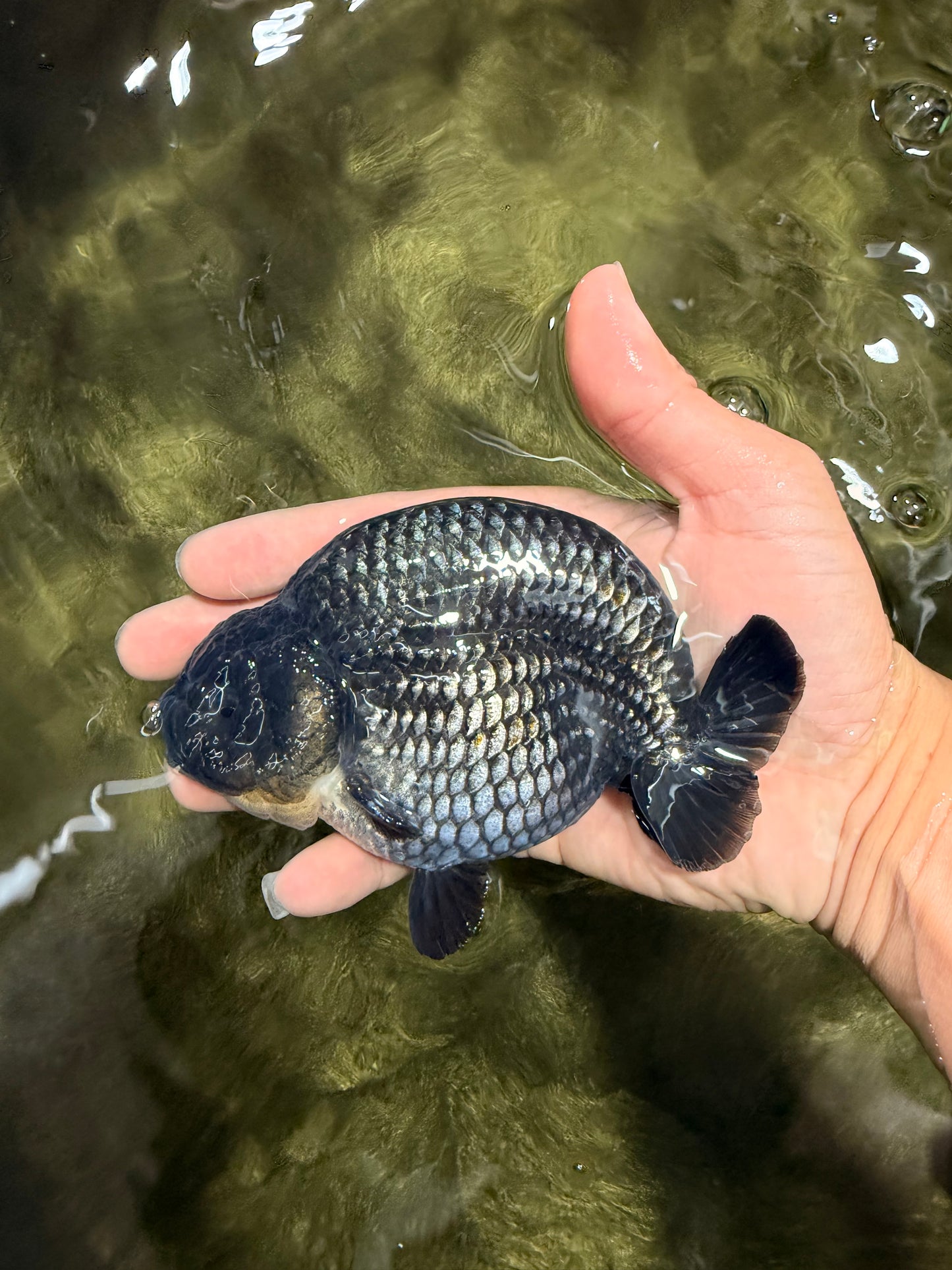 CHUBBY AAA Grade Platinum Black Blue Ranchu Male 5 inches #062626RC_09