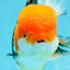 A Grade 🔴 Tricolor Orange Head Oranda Male 5-5.5  inches #0112OR_08