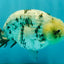 White Tiger Ranchu Male 5 inches #072426RC_34