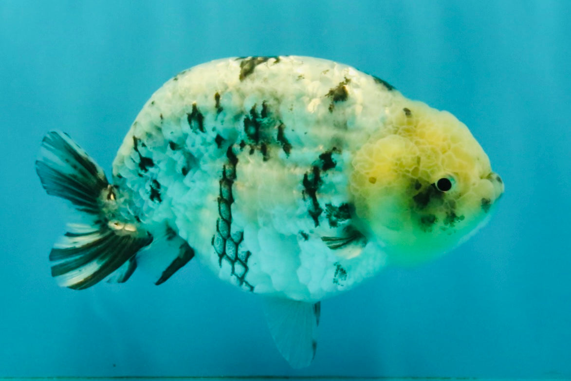 White Tiger Ranchu Male 5 inches #072426RC_34