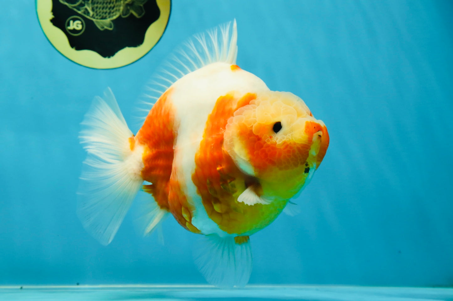 AAA Grade Godzilla Sakura Yuanbao Female 5.5 inches #050925YB_20