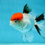 A Grade Red Cap Tricolor Oranda Male 4.5 inches #120624OR_02