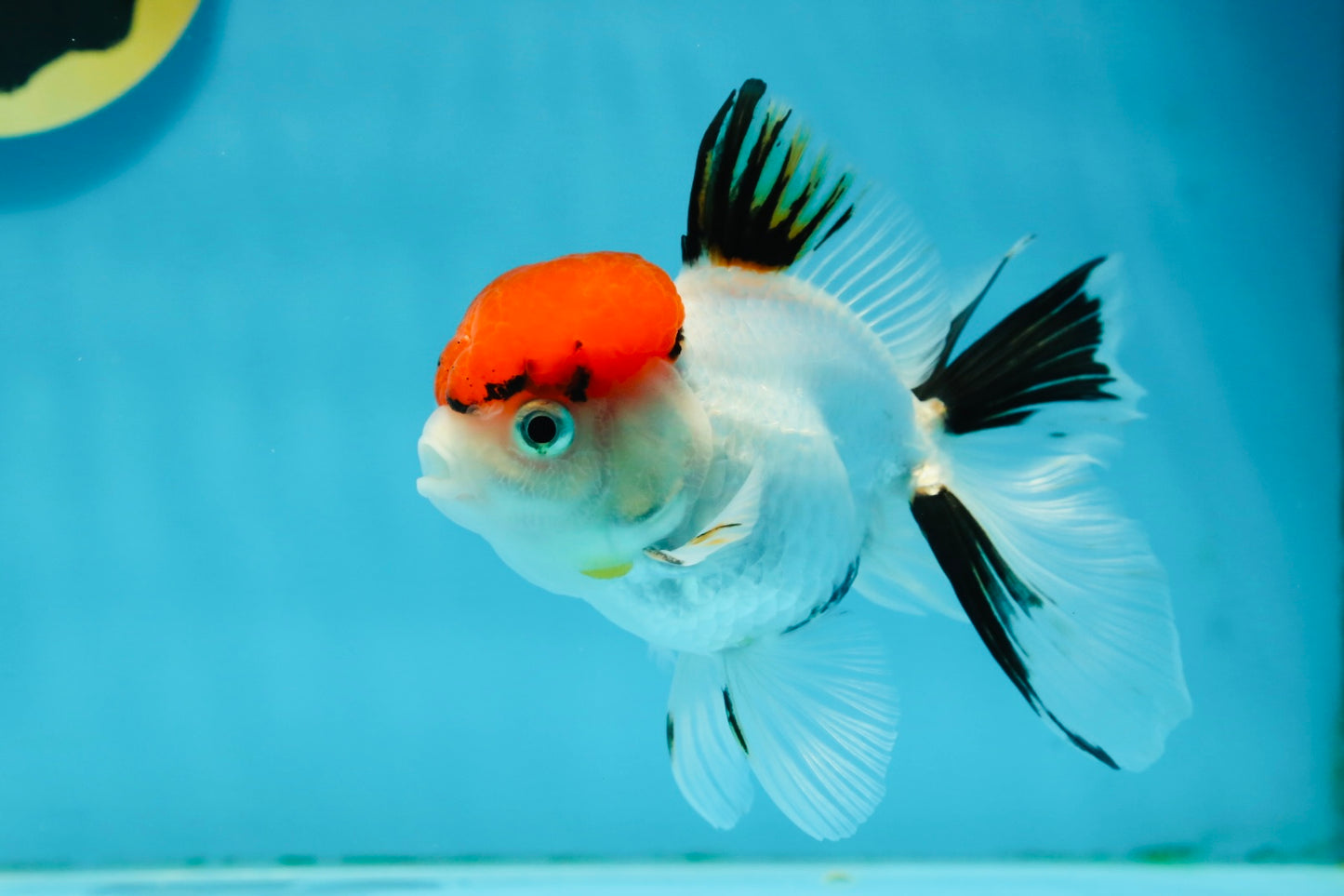 A Grade Red Cap Tricolor Oranda Male 4.5 inches #120624OR_02