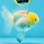 A Grade Snow White Oranda Female 5 inches #042525OR_03