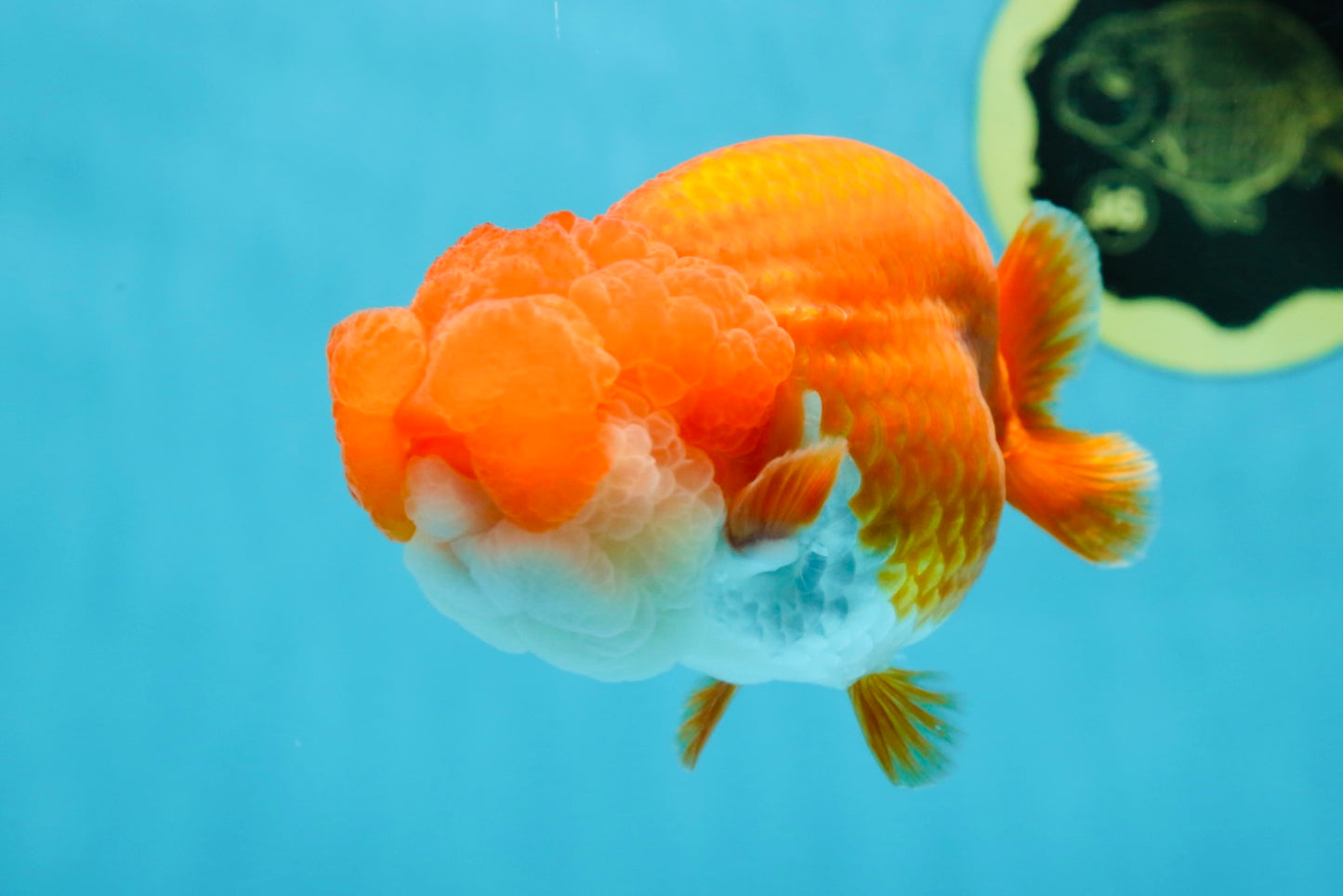 TOP WEN AAA Grade SUPER WEN Red White LionQueen 4.5 inches #050225LC_17