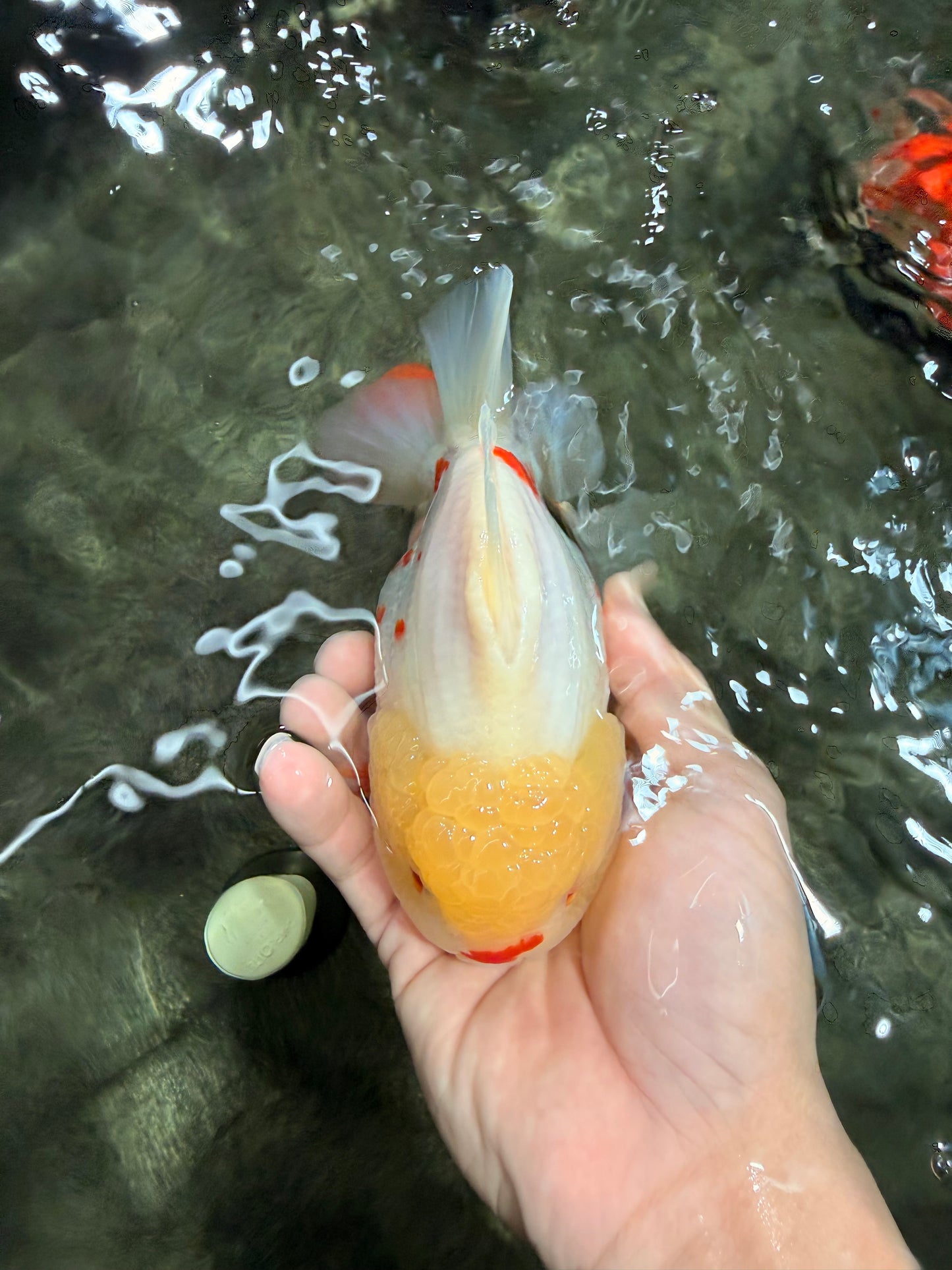 POPCORN AAA Grade Red White Yuanbao Male 5-5.5 inches #050126YB_18