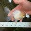 White Beauty Oranda Male 4.5-5 inches #071125OR_14
