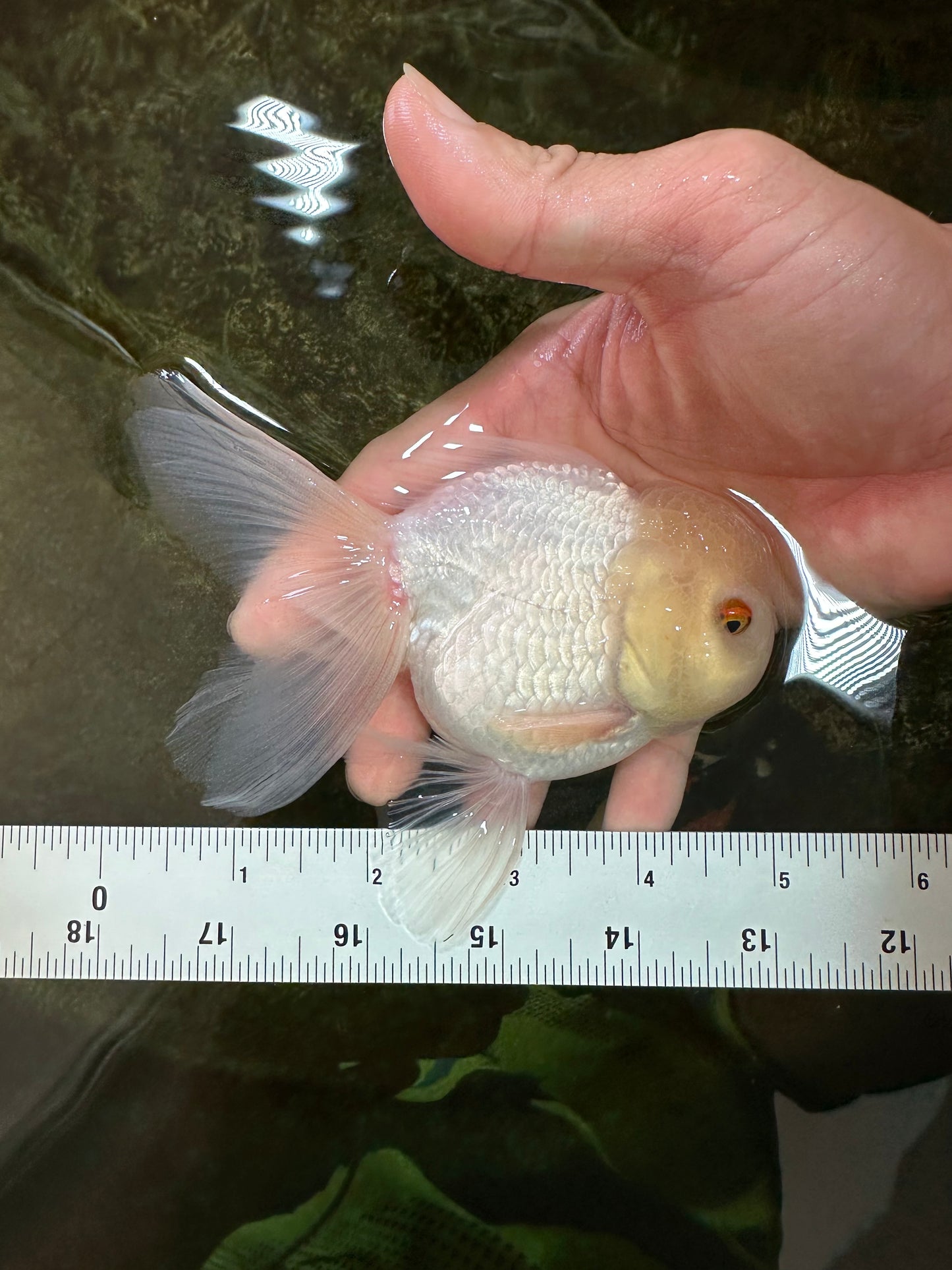 White Beauty Oranda Male 4.5-5 inches #071125OR_14