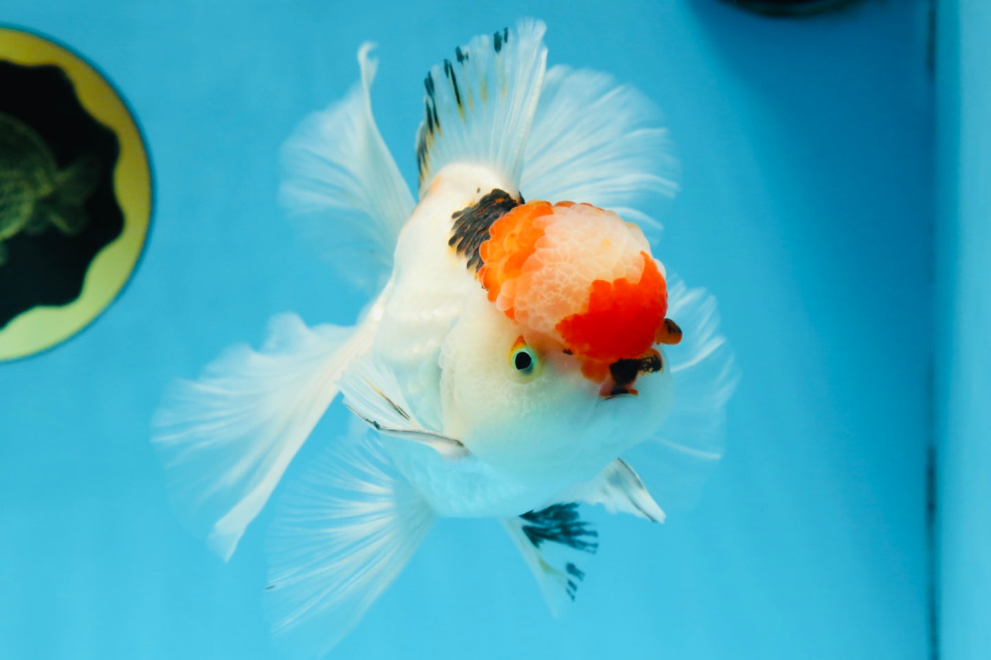 A Grade Tricolor Oranda Male 5.5 inches #070425OR_17