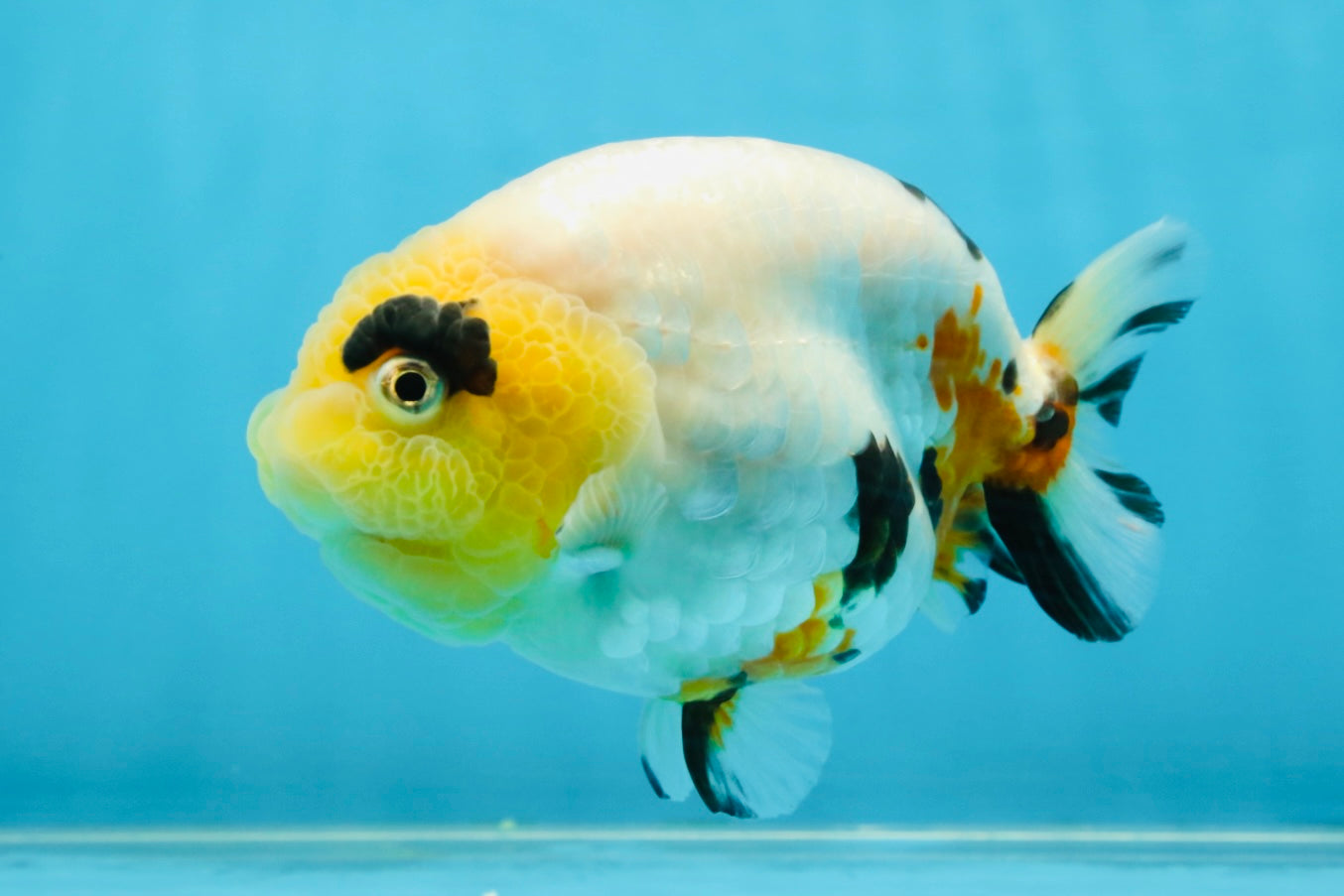 SPECIAL AAA Grade Chinese Cow Ranchu Female 5 inches #102425RC_06