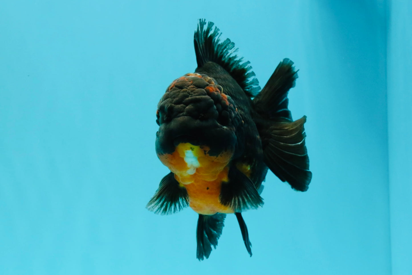 A Grade Dark Kirin Yuanbao Male 5 inches #032026YB_18