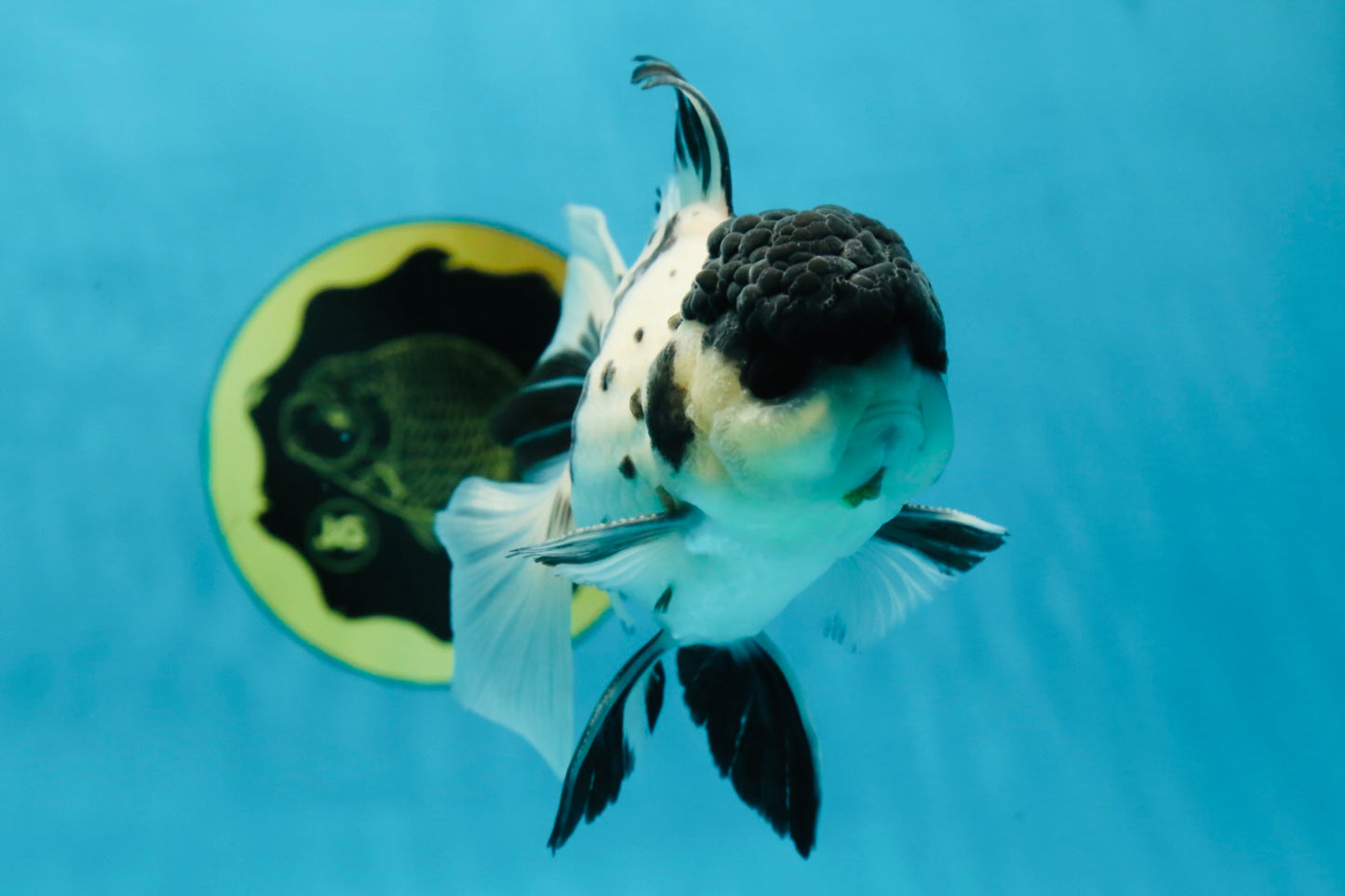 Super Panda Oranda Male 5 inches #042525OR_06