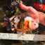 UNIQUE Tricolor Chinese Ranchu Male 6.5  inches #050826RC_12
