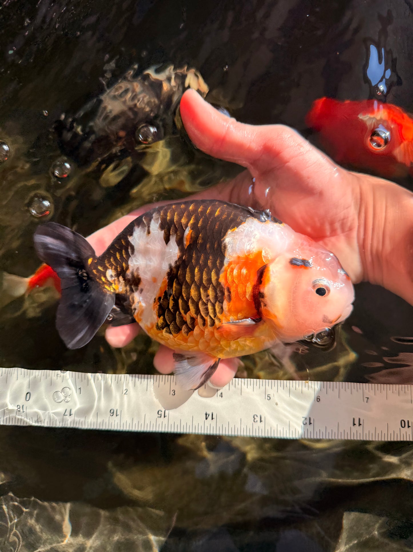 UNIQUE Tricolor Chinese Ranchu Male 6.5  inches #050826RC_12