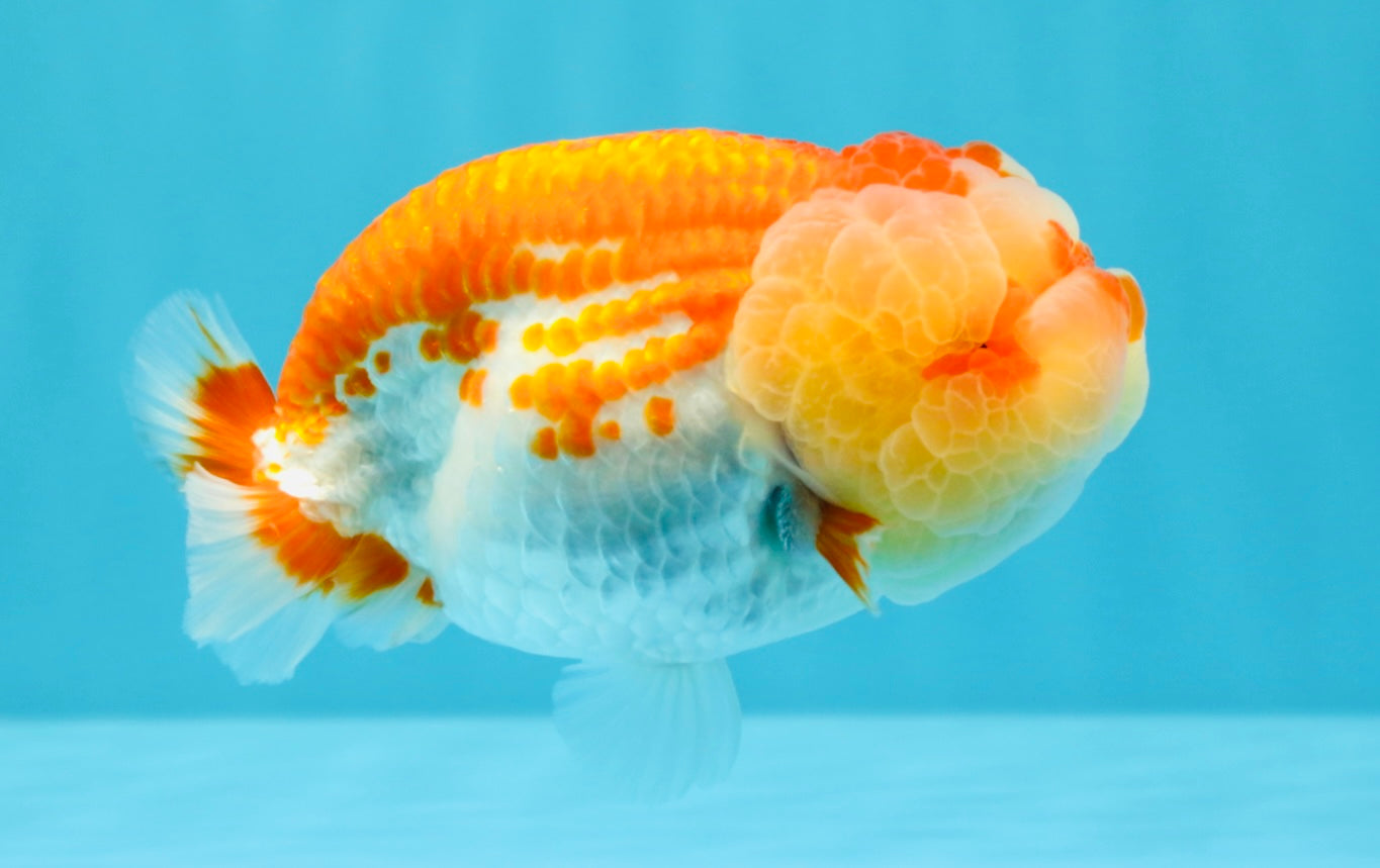 FLUFFY WEN AAA Grade Red White LionQueen 4-4.5 inches #022026LC_14