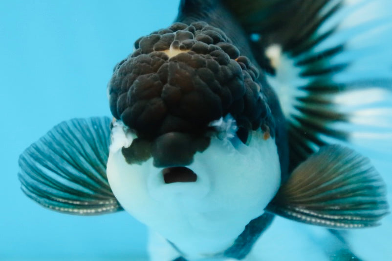 CHONKY Panda Oranda Male 5.5 inches #091225OR_24