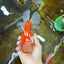 AAA Grade Red White Oranda Male 6.5 inches #080125OR_08