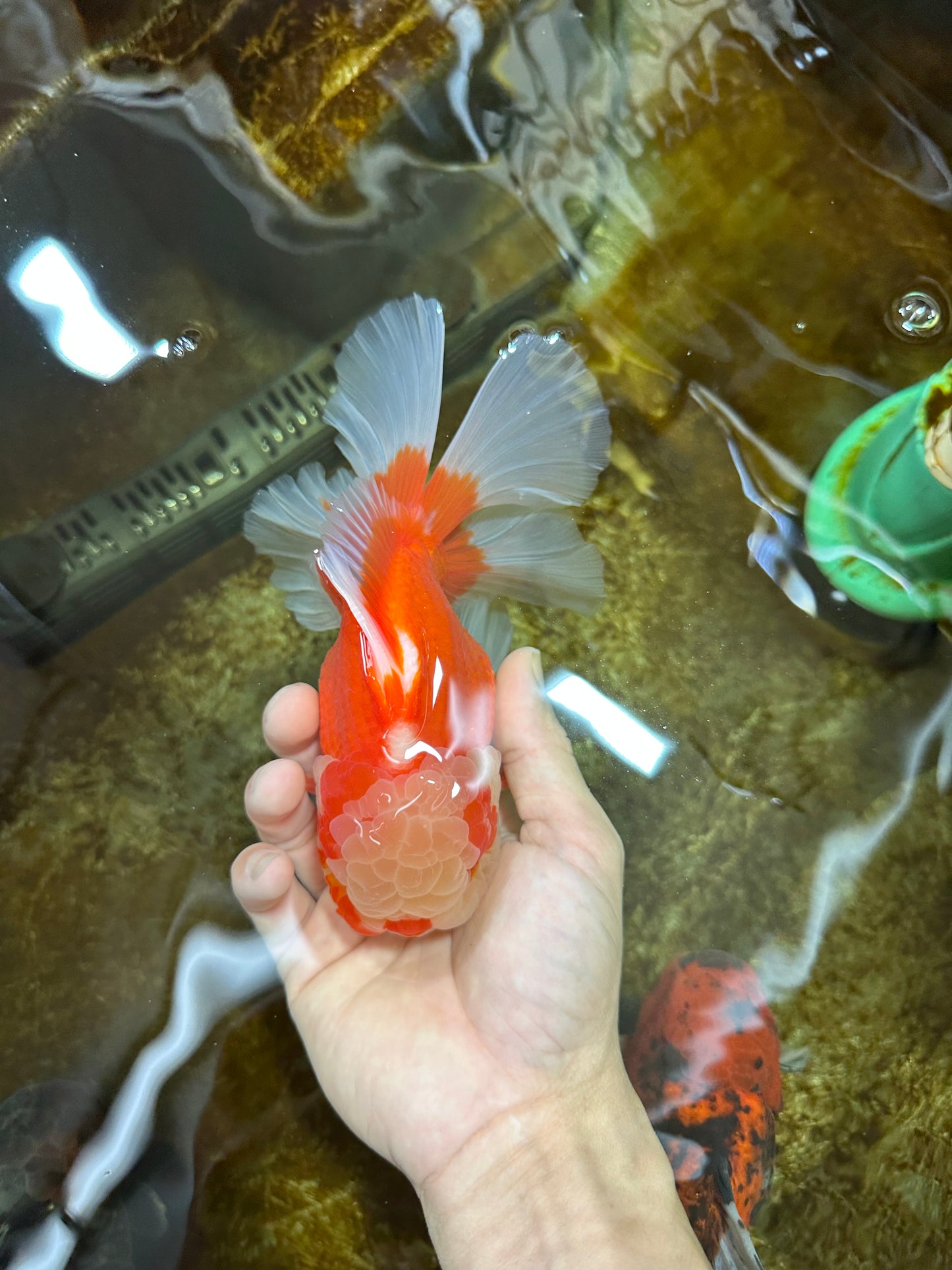 AAA Grade Red White Oranda Male 6.5 inches #080125OR_08