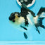 AAA Grade Tricolor Button Eyes Oranda Female 5.5 inches #0920OR_31