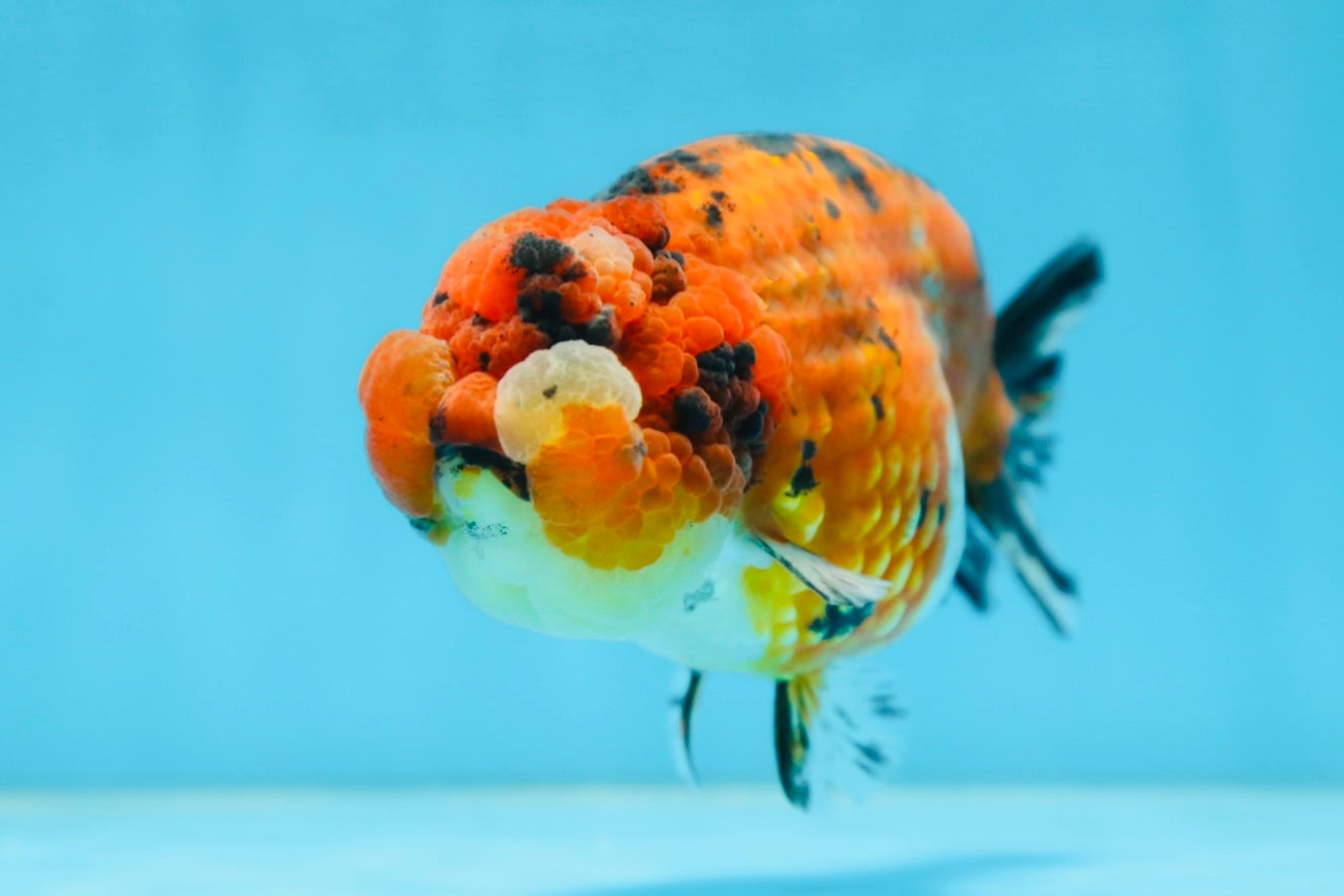 AAA Grade ADORABLE Tiger LionQueen 5 inches #082925LC_01