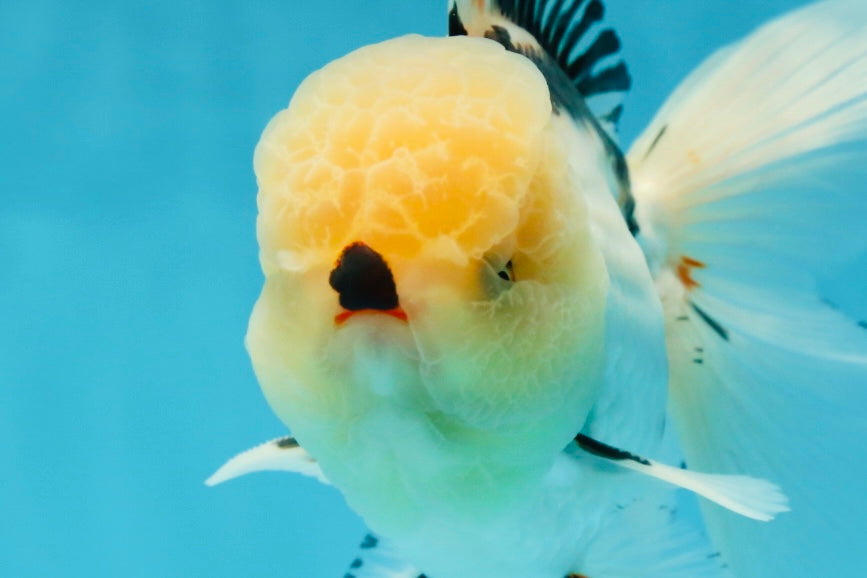 AAA Grade Tricolor Oranda Male 5.5 inches #050925OR_40