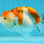 AAA Grade Tricolor LionQueen 4-4.5 inches #121324LC_03