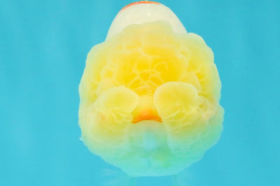 Red White Lionchu Female 4-4.5 inches #042426LC_15