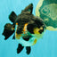 BATMAN AAA Grade Tricolor Yuanbao Male 4.5-5 inches #061926YB_33