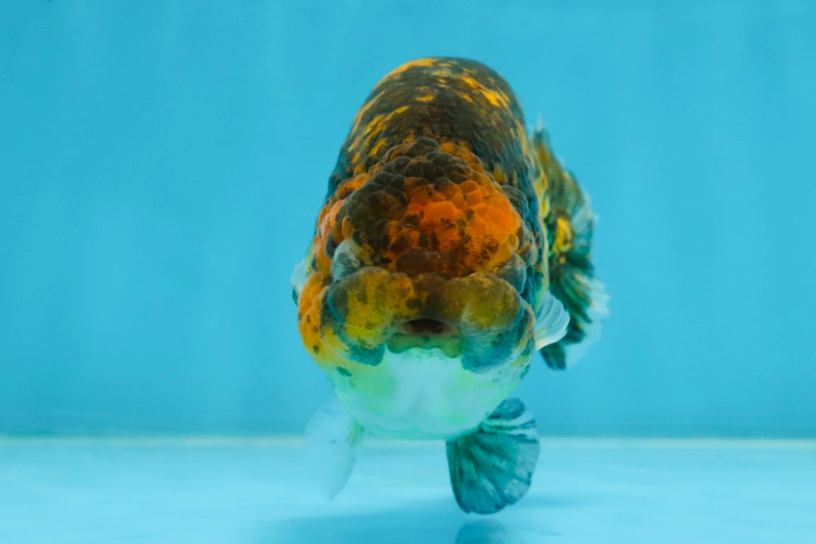 A Grade Tiger LionQueen 5 inches #101025LC_16