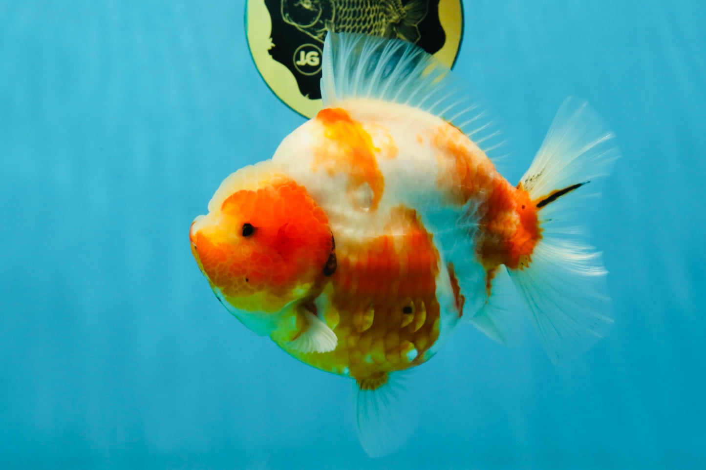 AAA Grade Godzilla Sakura Yuanbao Female 5.5 inches #050925YB_20