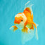 A Grade Red White Oranda Male 6.5 inches #082826OR_11