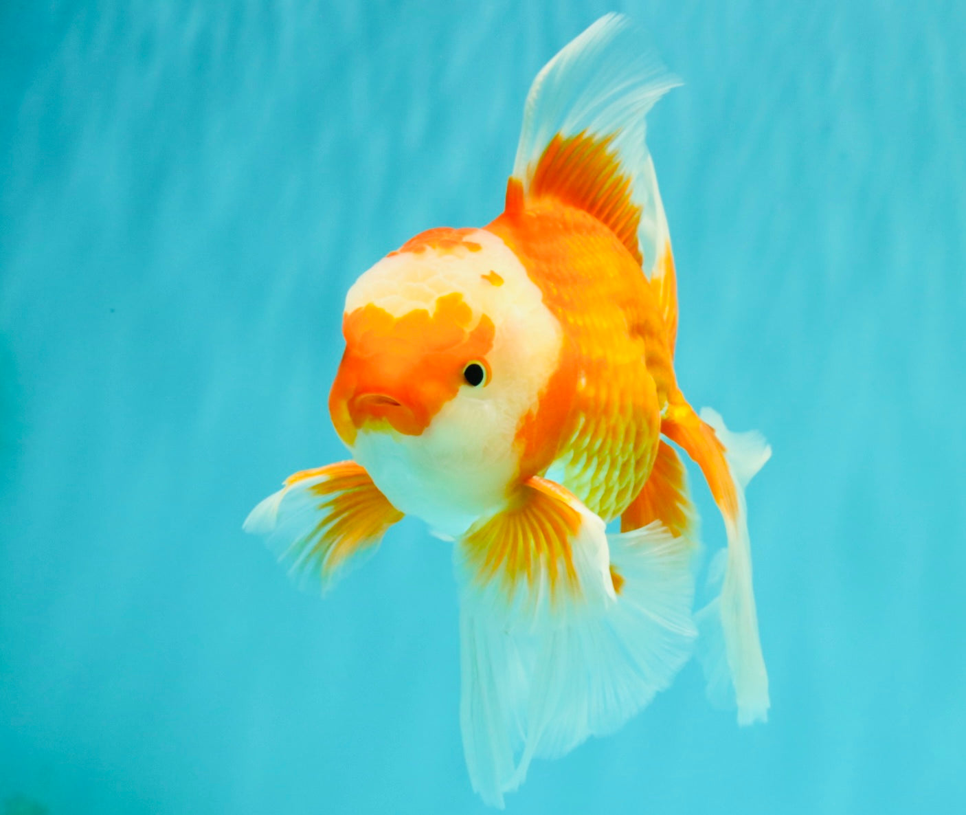 A Grade Red White Oranda Male 6.5 inches #082826OR_11