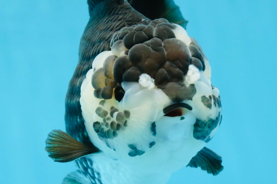 AAA Grade FLUFFY Panda Yuanbao Female 6-6.5 inches #100325YB_05