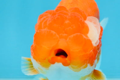 A Grade Red White LionQueen 4 inches #102425LC_09