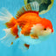 SUPER WEN A Grade Red White Oranda Female 7.5 inches #040326OR_23
