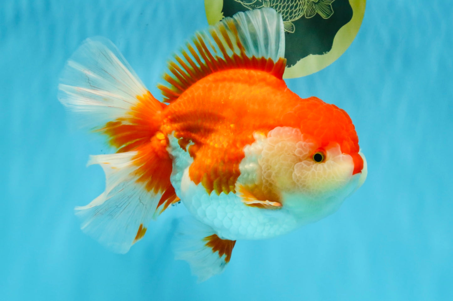 SUPER WEN A Grade Red White Oranda Female 7.5 inches #040326OR_23