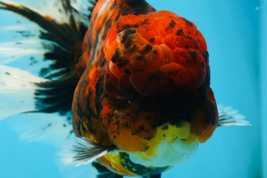 AAA Grade Godzilla Tiger Oranda Female 6.5 inches #081525OR_12