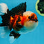 AAA Grade CHUBBY CHEEK Tricolor Oranda Male 5.5  inches #082225OR_12