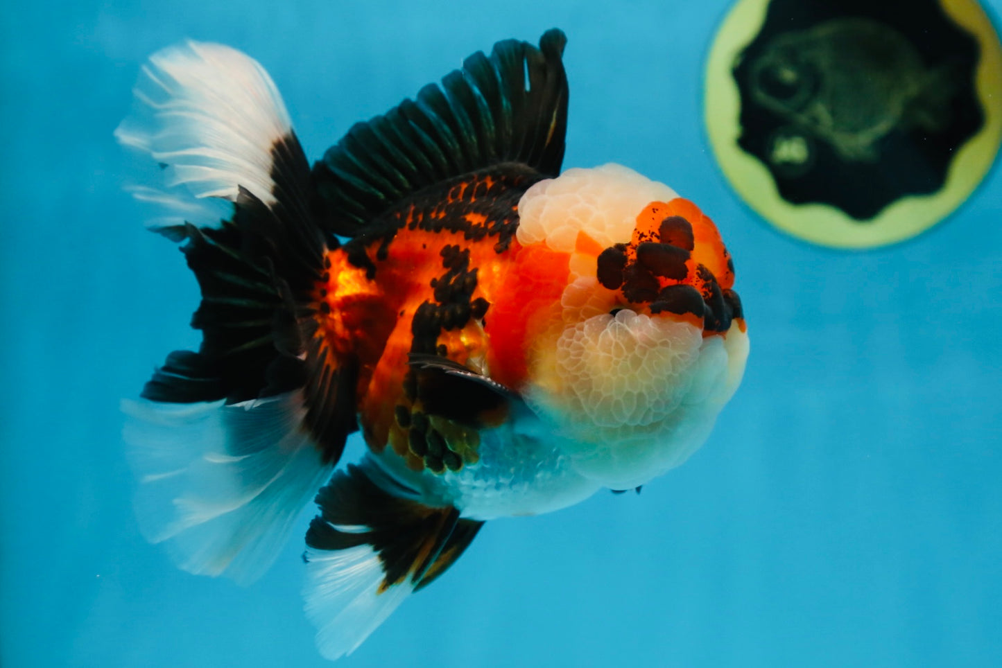 AAA Grade CHUBBY CHEEK Tricolor Oranda Male 5.5  inches #082225OR_12