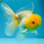 A Grade Lemonhead Oranda Male 5.5 inches #072525OR_10