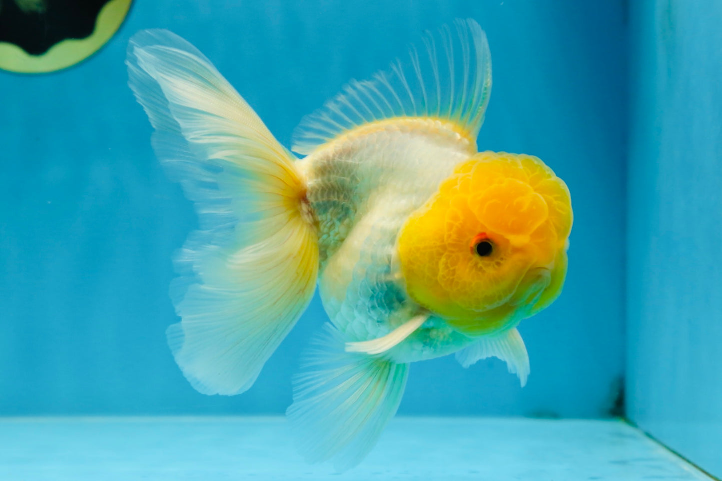 A Grade Lemonhead Oranda Male 5.5 inches #072525OR_10