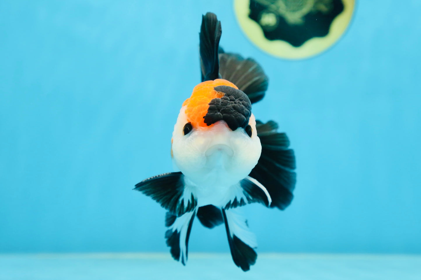 A Grade Tricolor Button Eyes Oranda Male 5 inches #080125OR_30