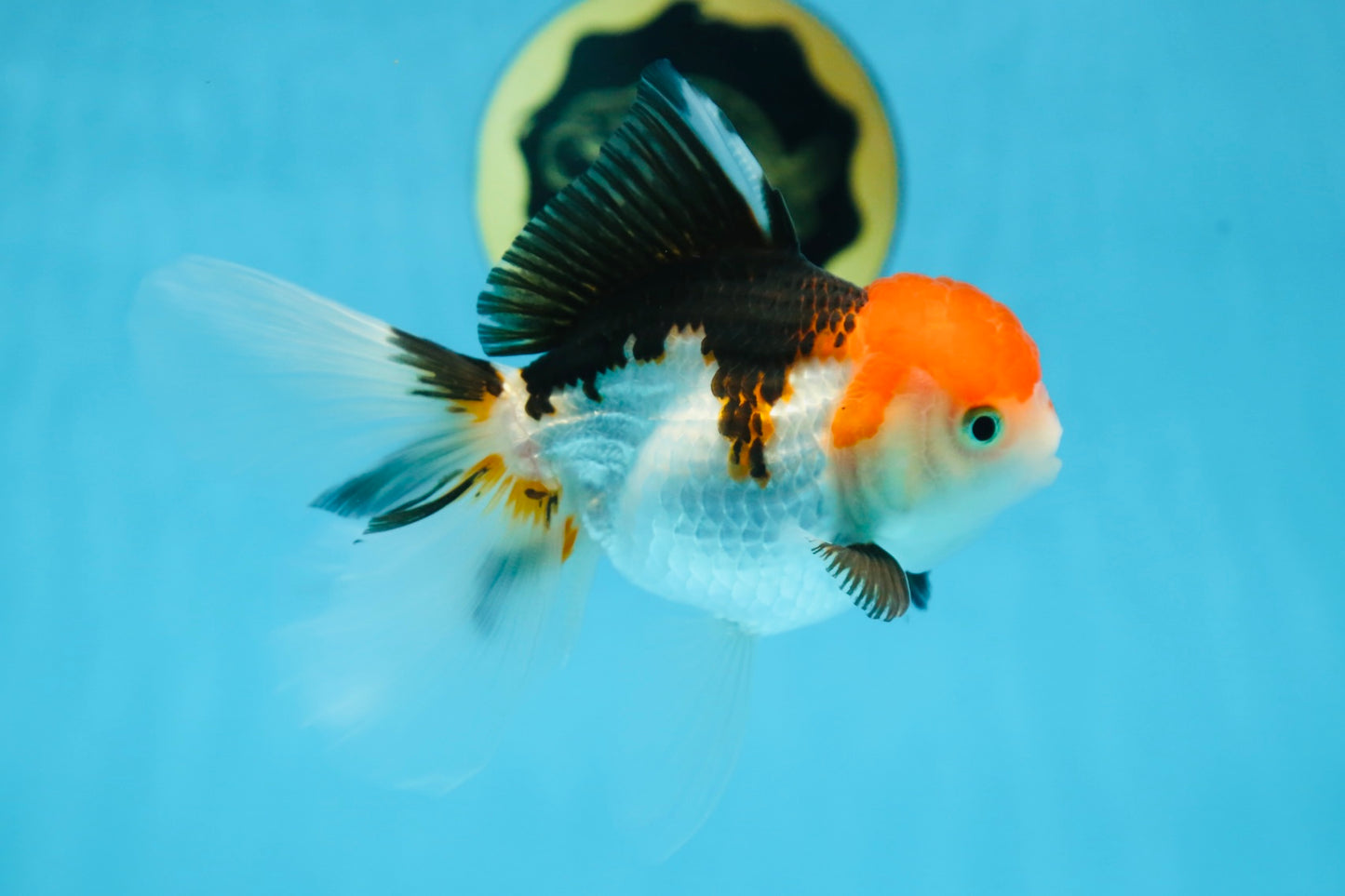 Tricolor Oranda Female 5.5 inches #091225OR_19