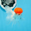 AAA Grade Red Cap Oranda Male 4.5 inches #0830OR_14