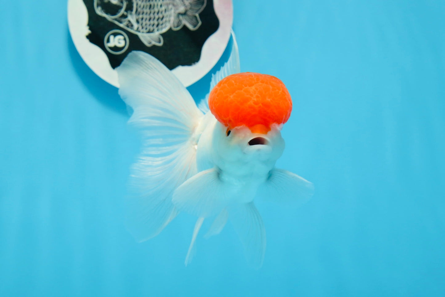 AAA Grade Red Cap Oranda Male 4.5 inches #0830OR_14